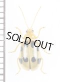 テントウムシ擬態のハムシの一種　Chrysomelidae species　 ベトナム南部