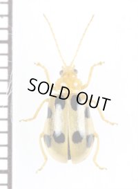 テントウムシ擬態のハムシの一種　Chrysomelidae species　 ベトナム南部