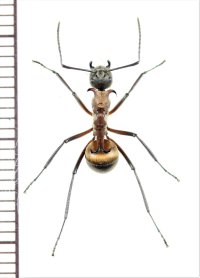 トゲアリの一種 　Polyrhachis bihamata　♀   ベトナム南部
