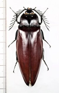 オオヒゲコメツキの一種　Oxynopterus sp.　♂67.8mm   ベトナム中部