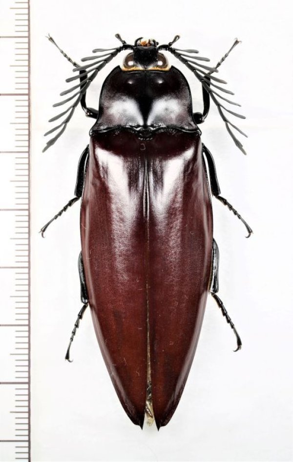 画像1: オオヒゲコメツキの一種　Oxynopterus sp.　♂67.8mm   ベトナム中部