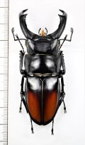 マキシカクワガタ　♂69.1mm　ベトナム中部