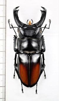 マキシカクワガタ　♂69.1mm　ベトナム中部