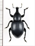 ゾウムシの一種　Liparus dirus　チェコ　