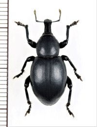 ゾウムシの一種　Liparus dirus　チェコ　