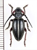 ヒサゴカミキリの一種　Dorcadion pedestre pedestre　♀　チェコ