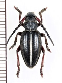 ヒサゴカミキリの一種　Dorcadion pedestre pedestre　♀　チェコ