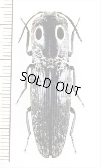 眼状紋を持つコメツキムシの一種　Alaus oculatus　アメリカ合衆国