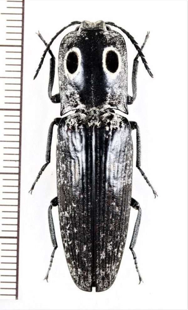 画像1: 眼状紋を持つコメツキムシの一種　Alaus oculatus　アメリカ合衆国