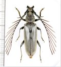 カミキリムシの一種　 Cyriopalus wallacei　♂　インドネシア（ボルネオ島）