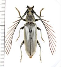 カミキリムシの一種　 Cyriopalus wallacei　♂　インドネシア（ボルネオ島）