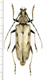 カミキリムシの一種 　Cerambycidae species　♀69mm　 ベトナム中部