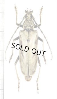 カミキリムシの一種 　Cerambycidae species　♀69mm　 ベトナム中部