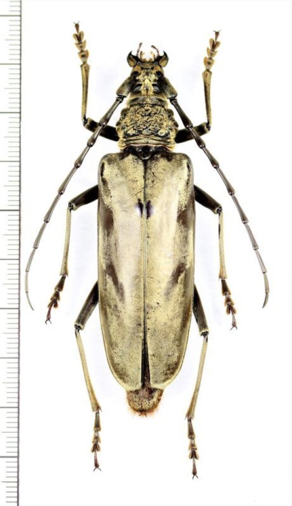 画像1: カミキリムシの一種 　Cerambycidae species　♀69mm　 ベトナム中部