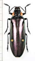 オオルリタマムシ　ベトナム亜種　特大♀76mm　ベトナム中部