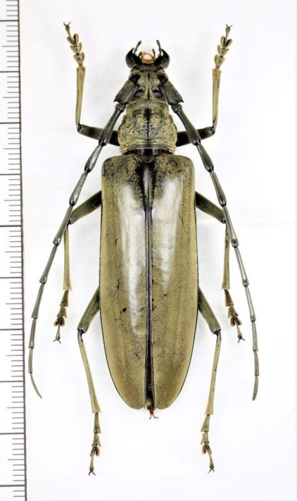 画像1: カミキリムシの一種 　Cerambycidae species　♀69.6mm　 ベトナム中部