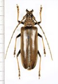 カミキリムシの一種 　Cerambycidae species　♀65mm　 ベトナム北東部