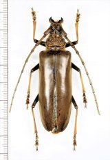 カミキリムシの一種 　Cerambycidae species　♀65mm　 ベトナム北東部