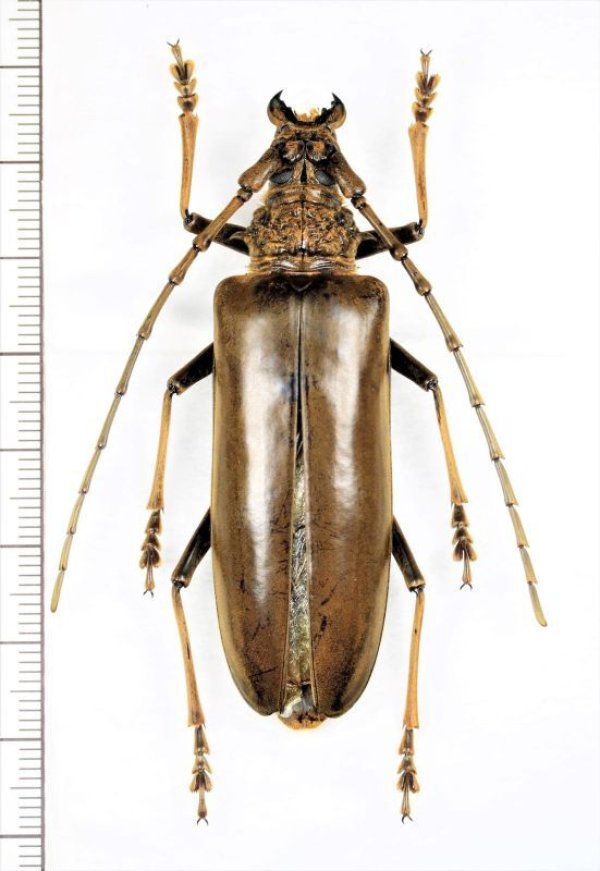 画像1: カミキリムシの一種 　Cerambycidae species　♀65mm　 ベトナム北東部