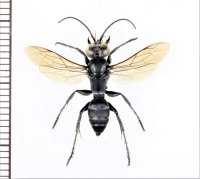 タイワンコオロギバチ　♀　石垣島