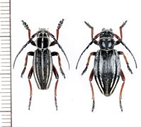 ヒサゴカミキリの一種　Dorcadion acutispinum　ペア　カザフスタン