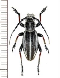 ヒサゴカミキリの一種　Dorcadion crassipes crassipes　♂　カザフスタン