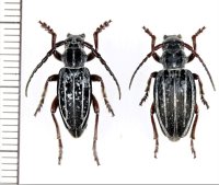 ヒサゴカミキリの一種　Dorcadion niveisparsum　ペア　ジョージア