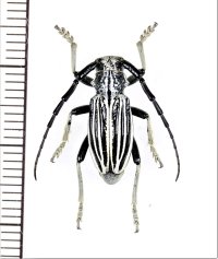 ヒサゴカミキリの一種　Eodorcadion exaratum exaratum　♂　モンゴル