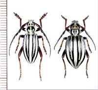 ヒサゴカミキリの一種　Dorcadion balchashense balchashense　ペア　カザフスタン