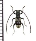 カミキリムシの一種　Elegantogyaritus wakaharai　♂　 ラオス
