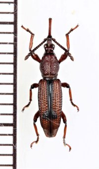 ミツギリゾウムシの一種　Brentidae species　ベトナム北東部