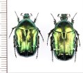 ハナムグリの一種　Cetonia aurata　ペア　ウクライナ