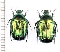 ハナムグリの一種　Cetonia aurata　ペア　ウクライナ