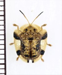 カメノコハムシの一種　Laccoptera quadrimaculata　 ベトナム北中部