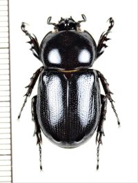 コカブトムシの一種　Eophileurus sp.　♂　ベトナム南部