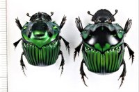 ダイコクコガネの一種　Oxysternon conspicillatum　ペア　ペルー