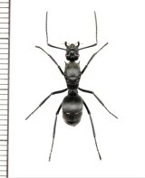アリの一種　Formicidae species　♀   ベトナム南部