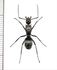 アリの一種　Formicidae species　♀   ベトナム南部