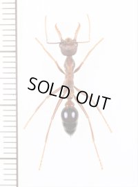 キバハリアリの一種　Myrmecia forticata　♀　オーストラリア