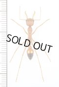 キバハリアリの一種　Myrmecia gulosa　♀　オーストラリア