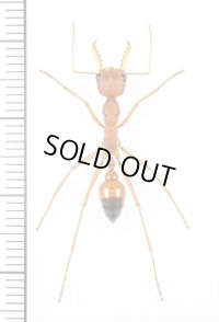 キバハリアリの一種　Myrmecia gulosa　♀　オーストラリア