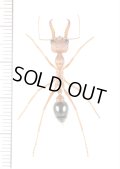キバハリアリの一種　Myrmecia brevenola　♀　オーストラリア