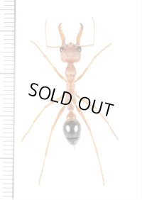 キバハリアリの一種　Myrmecia brevenola　♀　オーストラリア