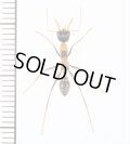 キバハリアリの一種　Myrmecia nigrocincta　♀　オーストラリア