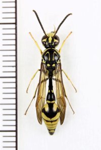 カギモントックリバチ　♂　石垣島