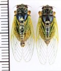 イワサキクサゼミ　中間色（緑色＆黄色）型ペア　石垣島