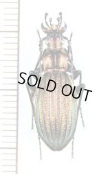 アイヌキンオサムシ　道央・道東亜種　♂　北海道標茶町多和