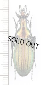 キタオオルリオサムシ　♂　北海道興部町富丘