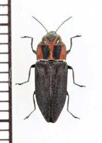 タマムシの一種　Anthaxia manca　イタリア