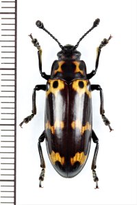 オオキノコムシの一種 　Encaustes sp.　 ベトナム北中部